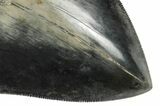Fossil Megalodon Tooth - Collector Quality Indonesia Meg #238952-3
